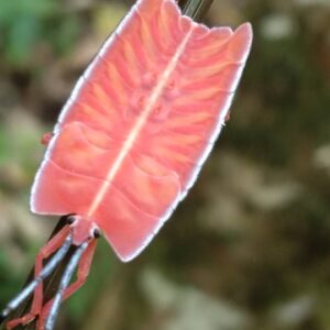 Khao Sok Full Day Trekking