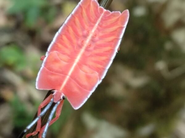 Khao Sok Full Day Trekking